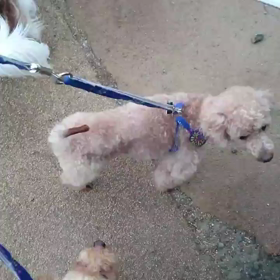 今日のレオン～とジミー保護犬～保護主募集中～の画像