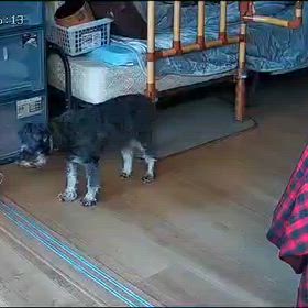 犬も徘徊するのかな？の画像