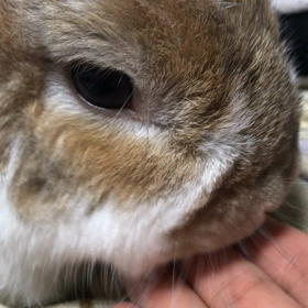 ペロペロの画像