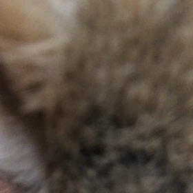 ミッドナイトの画像