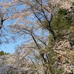 さえずりやの画像