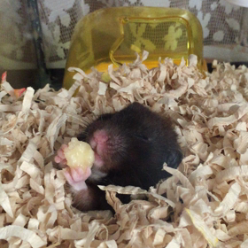 朝バナナ女子の画像