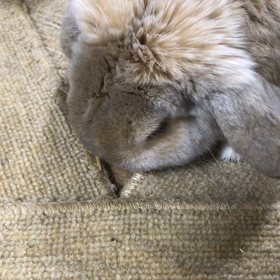 アキちゃんの動画2の画像