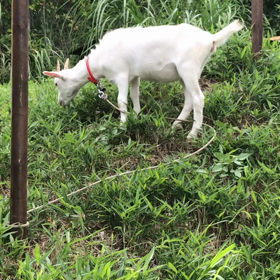 散歩しました！の画像