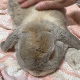 我が家の可愛いウサギのアキちゃんの画像