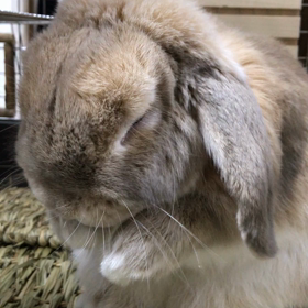 ウサギのアキちゃんの耳掃除の画像