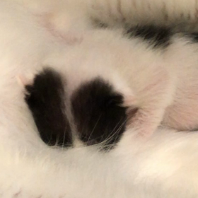 白猫ハクちゃんの子育て日記6の画像