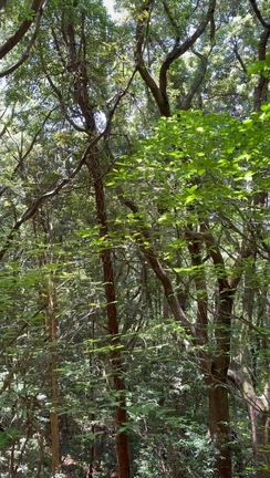 きつい、暑い、のその先の絶景に感動！！！の記事動画