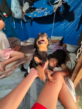愛犬のソラ、遂に日本への帰国が決まりました！！の記事動画