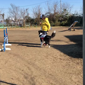 アジリティ〜自主練というけど。の画像