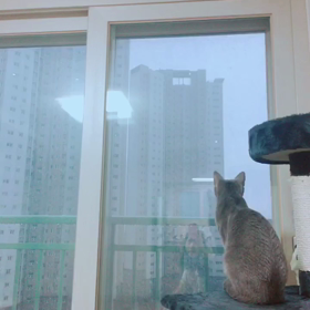 雪と猫ちゃんの画像