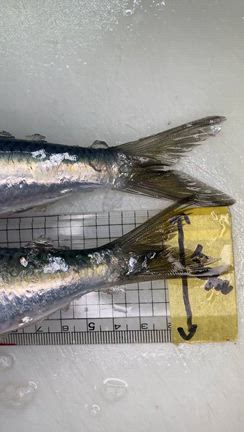大トロ入荷です！の記事動画