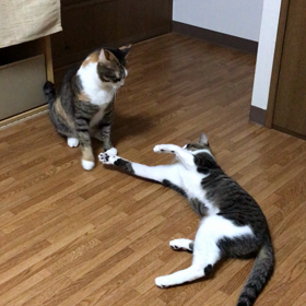 ミーちゃんの反撃！の画像