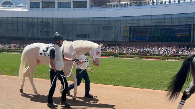 【函館競馬　ソダシの妹】やっぱり武豊が魅せるマルガの記事動画