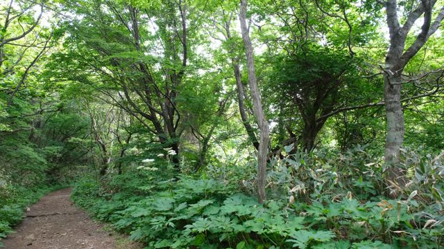新緑の函館山を進む　素敵な休日はいかが？の記事動画