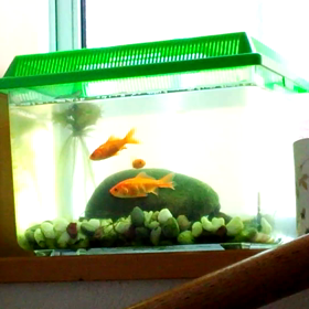 飼い 金魚の画像