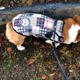 しっこポーズからのの画像