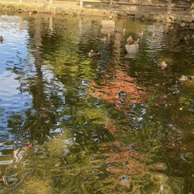 俳句の練習の画像