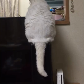 ゆらゆらちぅの画像