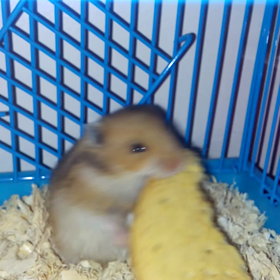 Meet Yukiの画像