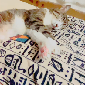 老ニャン介護と聴覚過敏その⑩魔法のマントラなのか？の画像