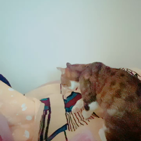 老ニャン介護と聴覚過敏その⑦ゆるせないの画像