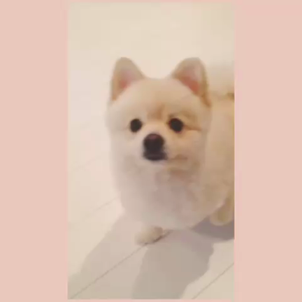 癒され動画の記事動画