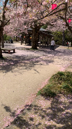 今季最後の花見は、立山連峰あさひ舟川四重奏！の記事動画