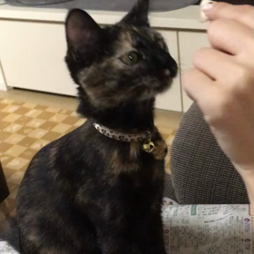 おやつタイムはおねだり上手がコツ！の画像