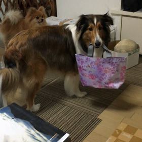 メルティのお買い物？の画像
