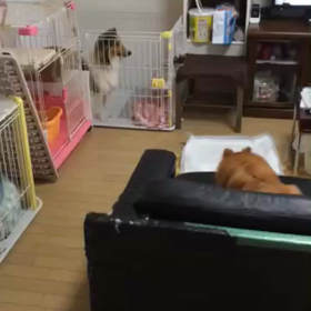 合唱の練習？の画像