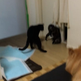 猫の戦いの画像