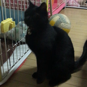 芸達者なネコですの画像