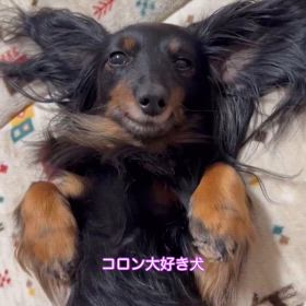 ランコちゃんはコロンちゃんの画像