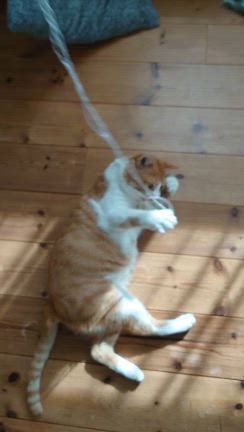 野良猫『ニャン太』の話④の記事動画