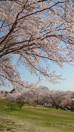 控え目ティアードが可愛いしまむらキャミワンピ/お一人様のお出掛け日記の記事動画