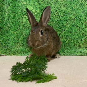 人参葉もらったよー♪ほぉん君 あぃん君 小菊ちゃん みぃんちゃんの画像