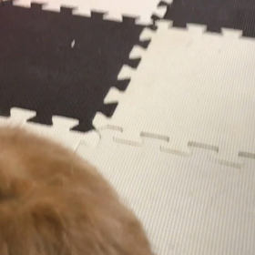 今日も元気いっぱいパズーくん♪の画像