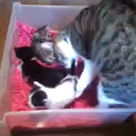父猫は子育てをしない？の画像