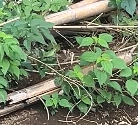 最強オオスズメバチの基地を壊滅せよ！の記事動画