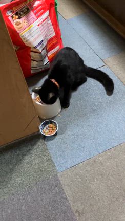 はるがご飯を食べてる！の記事動画
