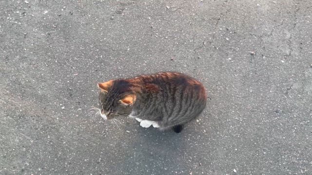 心がない人＆次男についての心配の記事動画