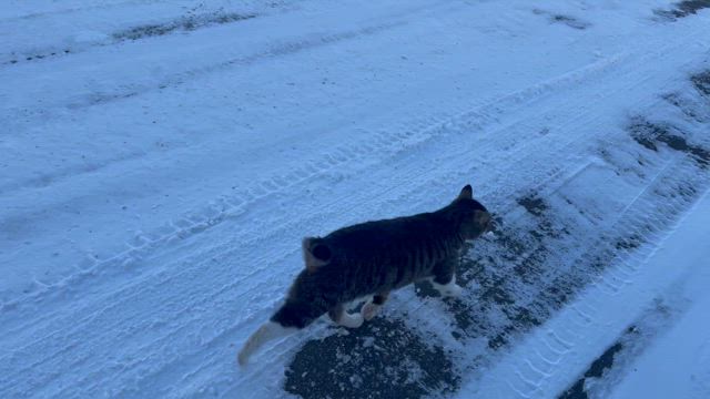 雪猫( ^ω^ )の記事動画