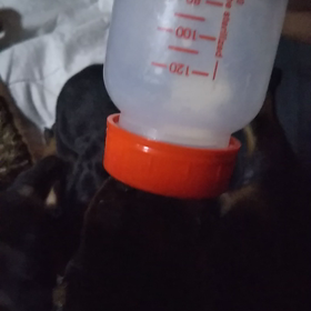 人工哺乳の画像