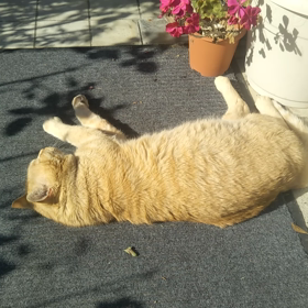 招き猫wwwの画像