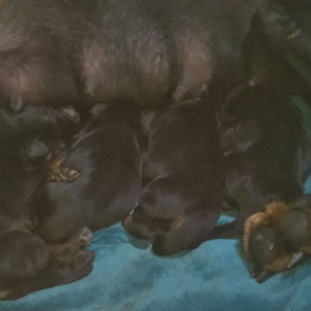 子犬が産まれましたの画像