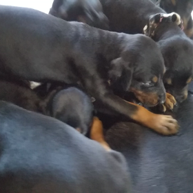 2019/11/23子犬動画の画像