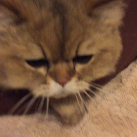 猫の咳の画像