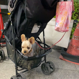 毎日ライブ配信の感想。の画像
