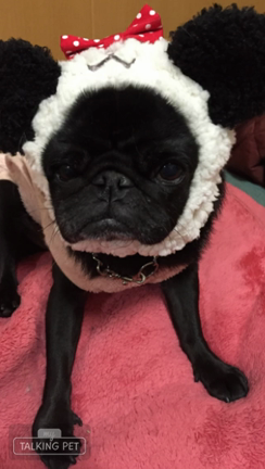 あー忙しいの記事動画